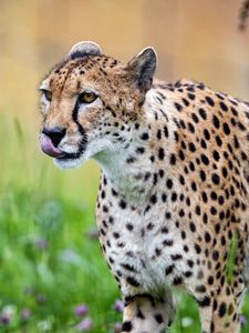 Preview wallpaper cheetah, protruding tongue, predator, spots