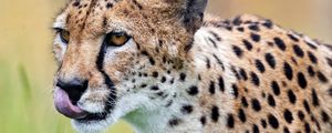 Preview wallpaper cheetah, protruding tongue, predator, spots