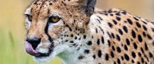 Preview wallpaper cheetah, protruding tongue, predator, spots