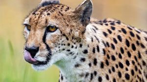 Preview wallpaper cheetah, protruding tongue, predator, spots