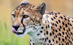 Preview wallpaper cheetah, protruding tongue, predator, spots