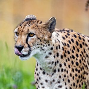 Preview wallpaper cheetah, protruding tongue, predator, spots