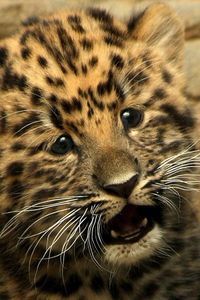 Preview wallpaper cheetah, small, baby, kitty, cat