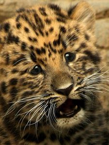 Preview wallpaper cheetah, small, baby, kitty, cat