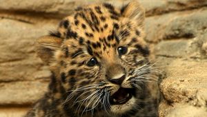 Preview wallpaper cheetah, small, baby, kitty, cat