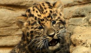 Preview wallpaper cheetah, small, baby, kitty, cat