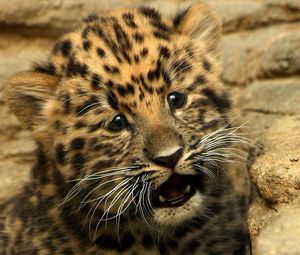 Preview wallpaper cheetah, small, baby, kitty, cat