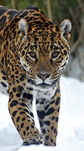 Preview wallpaper cheetah, snout, snow, walk, predator, winter