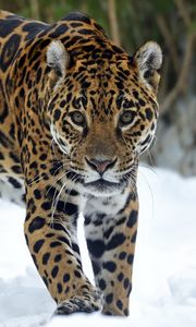 Preview wallpaper cheetah, snout, snow, walk, predator, winter