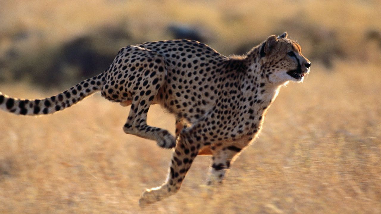 Wallpaper cheetah, speed, running