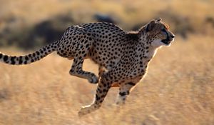 Preview wallpaper cheetah, speed, running