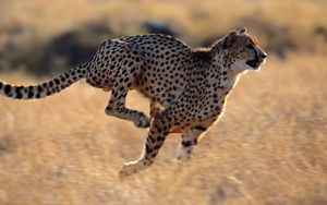 Preview wallpaper cheetah, speed, running