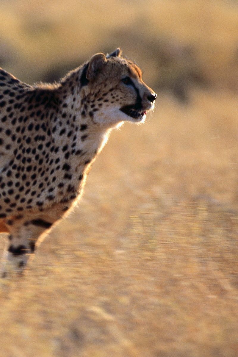 Free download Running Cheetah Wallpaper Free iPhone Wallpapers 576x1024  for your Desktop Mobile  Tablet  Explore 37 Cheetah Running Wallpaper  Cheetah  Wallpapers Cheetah Background Wallpaper Cheetah