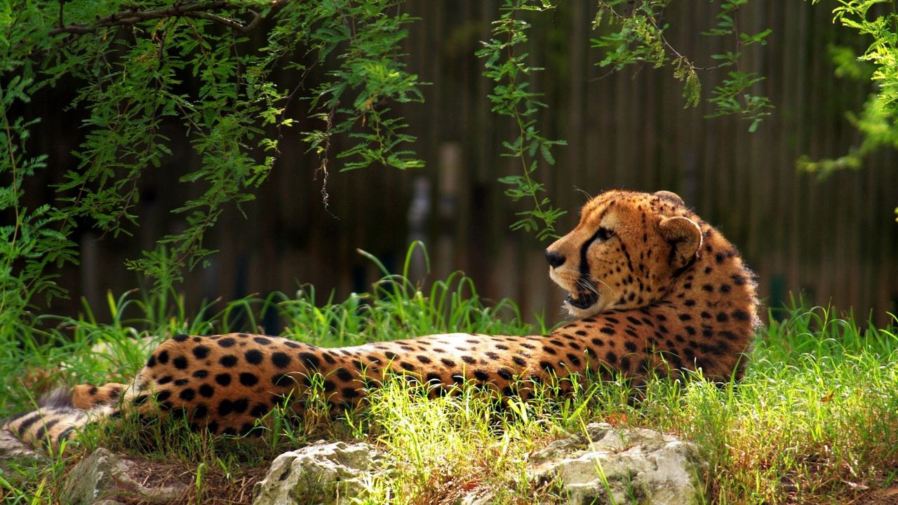 Wallpaper cheetah, spotted, grass, big cat