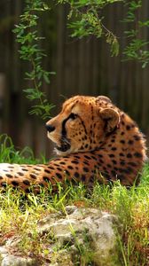 Preview wallpaper cheetah, spotted, grass, big cat