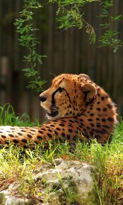 Preview wallpaper cheetah, spotted, grass, big cat