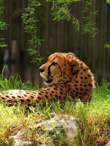 Preview wallpaper cheetah, spotted, grass, big cat