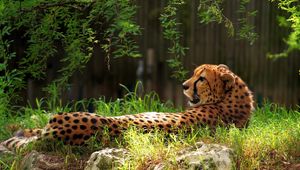 Preview wallpaper cheetah, spotted, grass, big cat