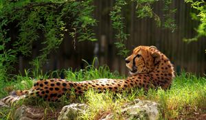 Preview wallpaper cheetah, spotted, grass, big cat