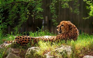 Preview wallpaper cheetah, spotted, grass, big cat