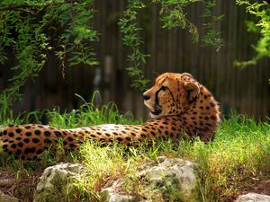 Preview wallpaper cheetah, spotted, grass, big cat