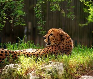 Preview wallpaper cheetah, spotted, grass, big cat
