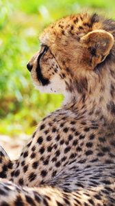 Preview wallpaper cheetah, spotted, grass, blurring