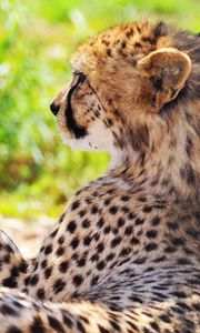 Preview wallpaper cheetah, spotted, grass, blurring