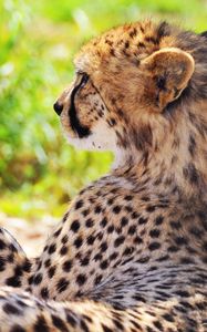 Preview wallpaper cheetah, spotted, grass, blurring