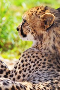 Preview wallpaper cheetah, spotted, grass, blurring