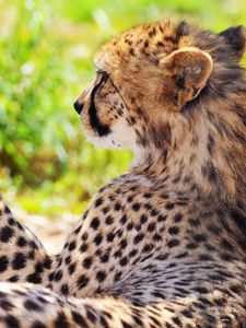 Preview wallpaper cheetah, spotted, grass, blurring