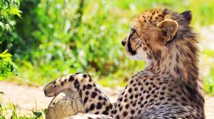 Preview wallpaper cheetah, spotted, grass, blurring