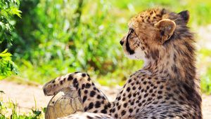 Preview wallpaper cheetah, spotted, grass, blurring