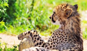 Preview wallpaper cheetah, spotted, grass, blurring