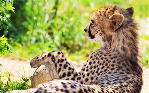 Preview wallpaper cheetah, spotted, grass, blurring