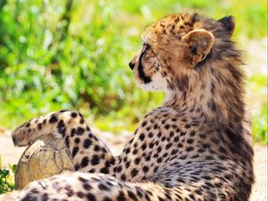 Preview wallpaper cheetah, spotted, grass, blurring