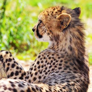 Preview wallpaper cheetah, spotted, grass, blurring