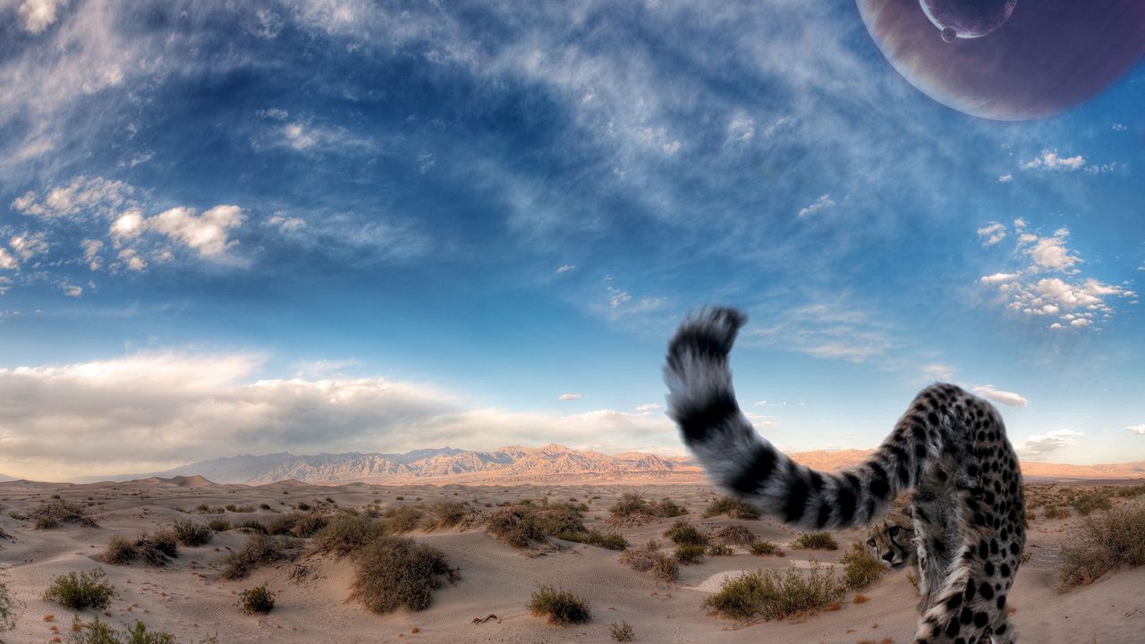 Wallpaper cheetah, tail, predator, desert, sky, big cat