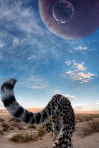 Preview wallpaper cheetah, tail, predator, desert, sky, big cat