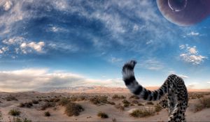 Preview wallpaper cheetah, tail, predator, desert, sky, big cat