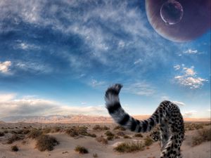 Preview wallpaper cheetah, tail, predator, desert, sky, big cat