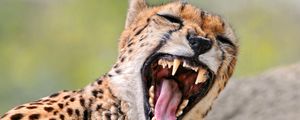 Preview wallpaper cheetah, teeth, anger, predator
