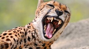 Preview wallpaper cheetah, teeth, anger, predator