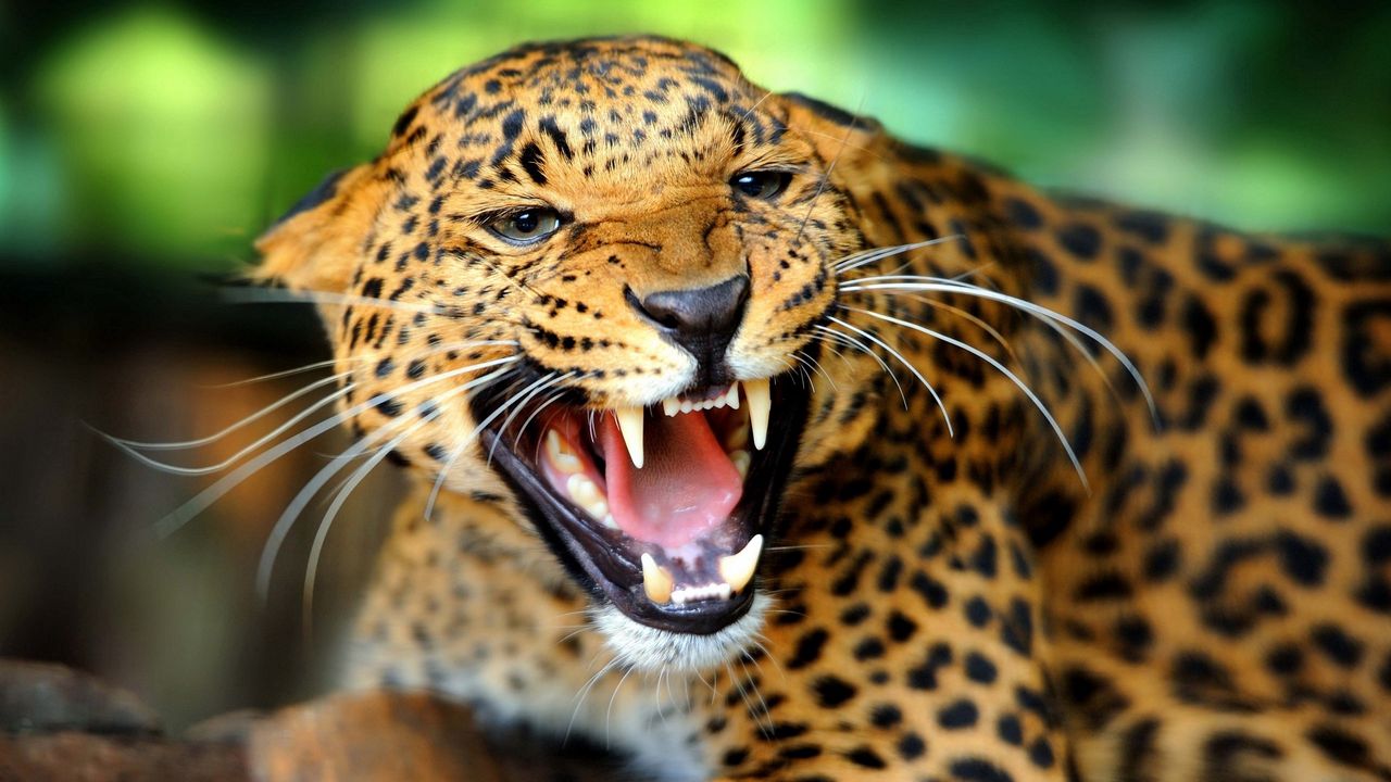 Wallpaper cheetah, teeth, predator, look, big cat