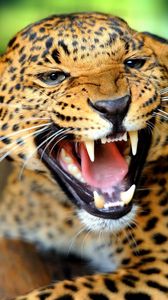 Preview wallpaper cheetah, teeth, predator, look, big cat