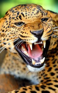 Preview wallpaper cheetah, teeth, predator, look, big cat