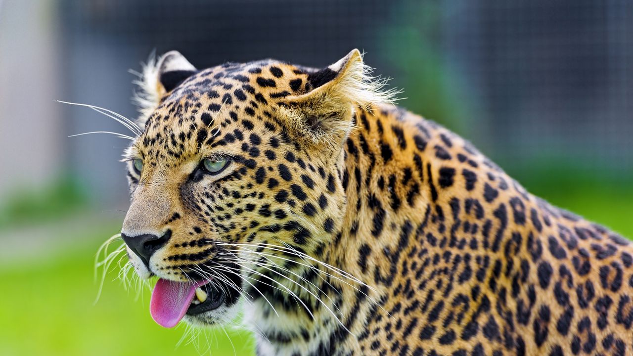 Wallpaper cheetah, tongue, eyes, predator