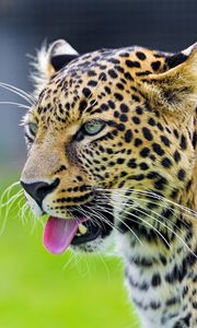 Preview wallpaper cheetah, tongue, eyes, predator