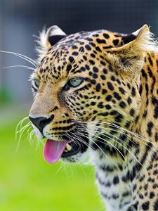 Preview wallpaper cheetah, tongue, eyes, predator