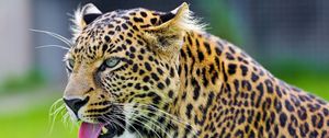Preview wallpaper cheetah, tongue, eyes, predator